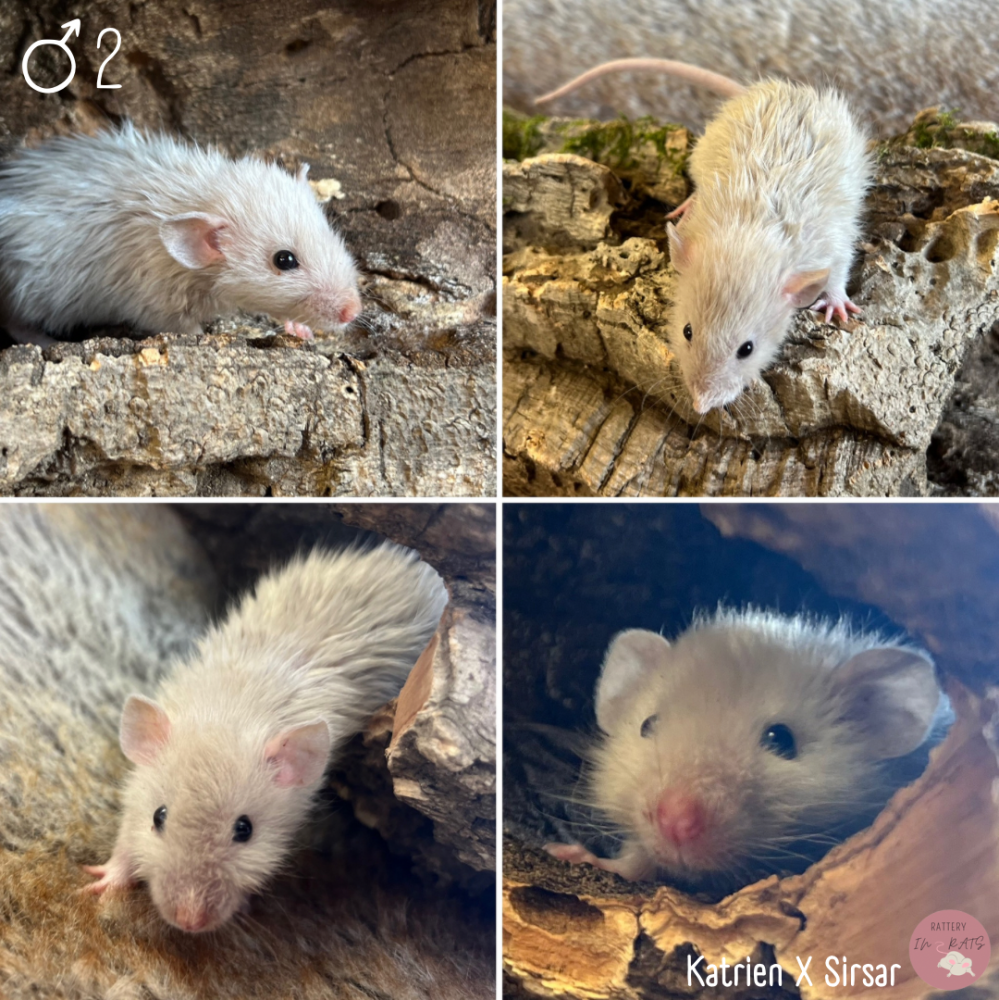 Fancy rat Breeder In2Rats' Goofy Netherlands, Heerhugowaard #12002