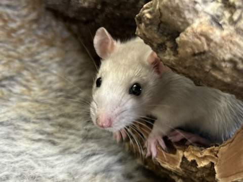 Fancy rat Breeder Rattus norvegicus Netherlands, Heerhugowaard