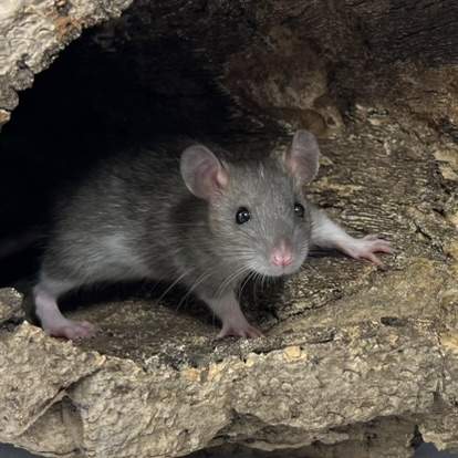 Fancy rat Breeder Rattus norvegicus Netherlands
