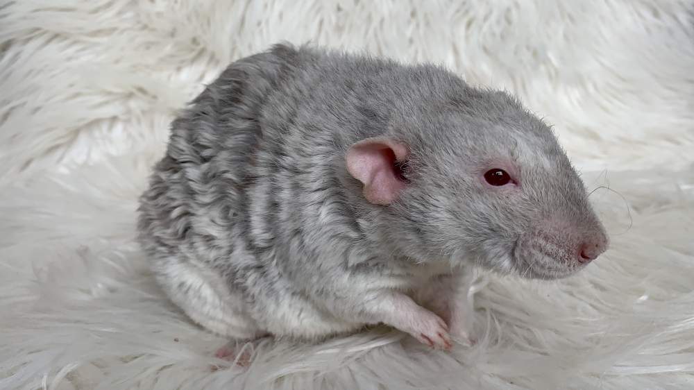 Fancy rat Deceased Rattus norvegicus Netherlands