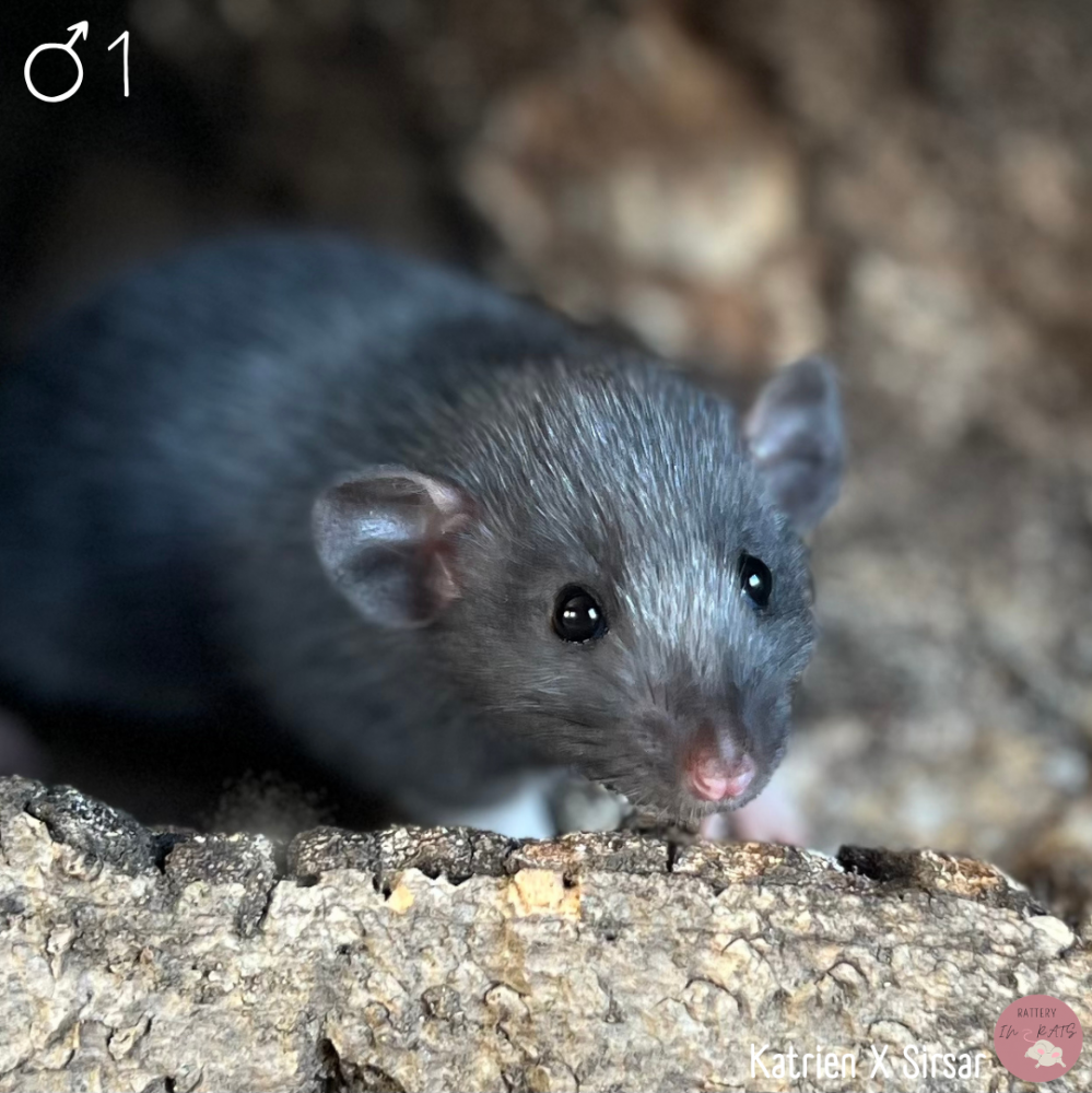 Fancy rat Breeder Rattus norvegicus Netherlands, Heerhugowaard