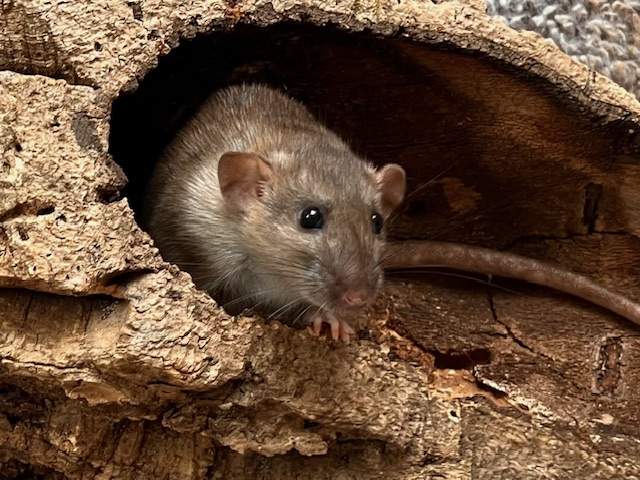 Fancy rat Breeder Rattus norvegicus Netherlands