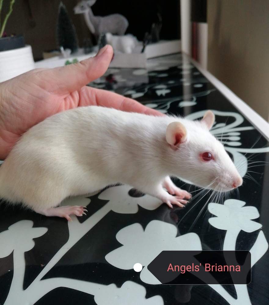 Fancy rat Owned by other Rattus norvegicus Netherlands