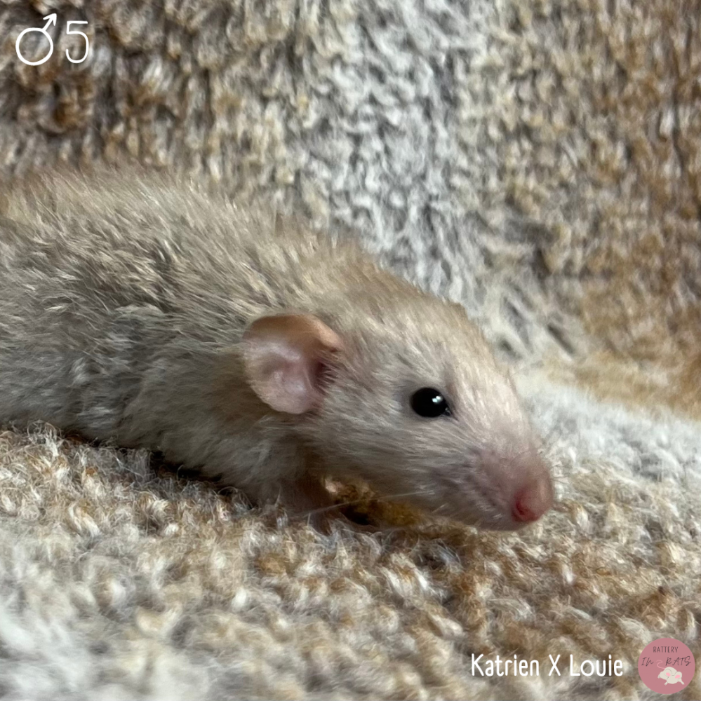 Fancy rat Owned by other Rattus norvegicus Netherlands