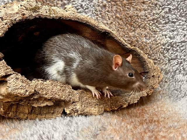 Fancy rat Breeder Rattus norvegicus Netherlands