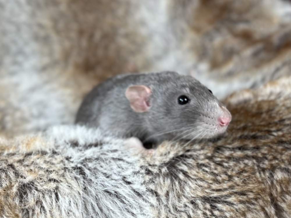 Fancy rat Breeder Rattus norvegicus Netherlands, Heerhugowaard