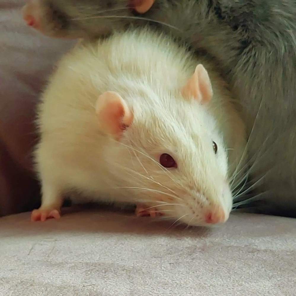 Fancy rat Breeder Rattus norvegicus Netherlands
