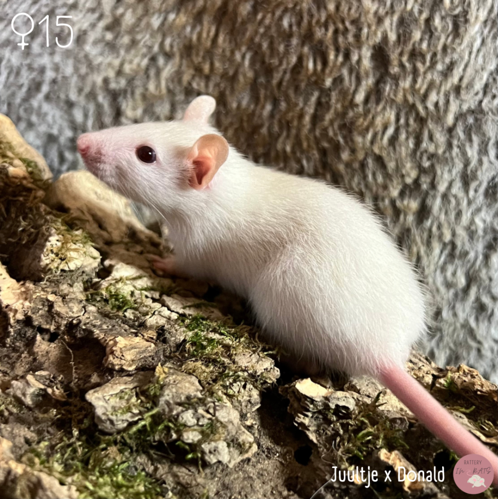 Fancy rat Owned by other Rattus norvegicus Netherlands