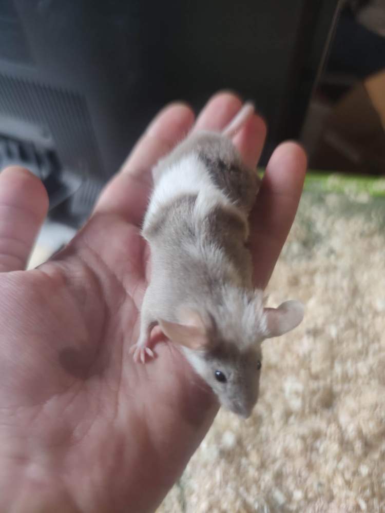 Fancy mouse Retired Mus musculus 