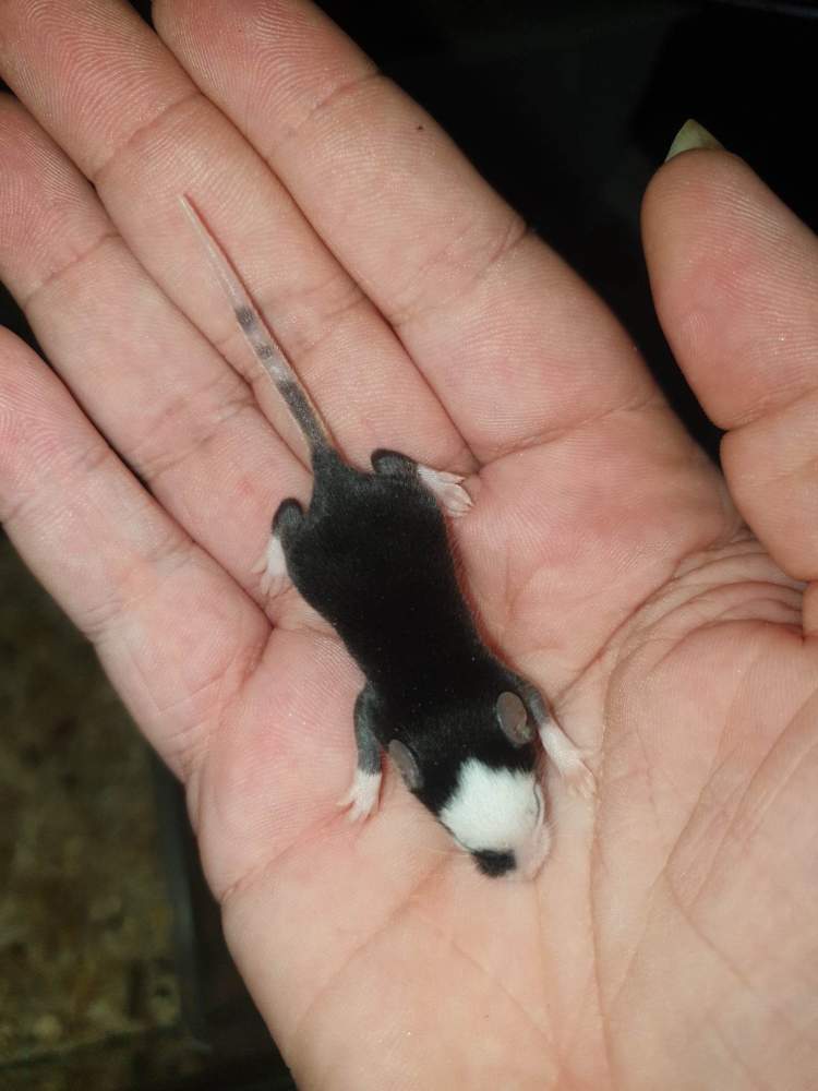 Fancy mouse Rehomed Mus musculus 