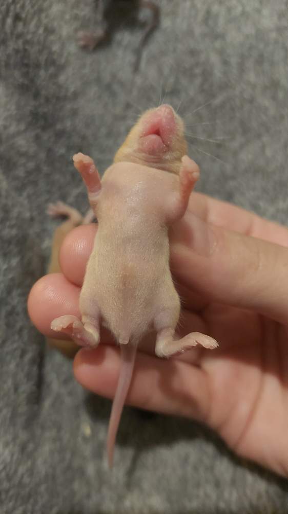 Fancy mouse Pet only Mus musculus 