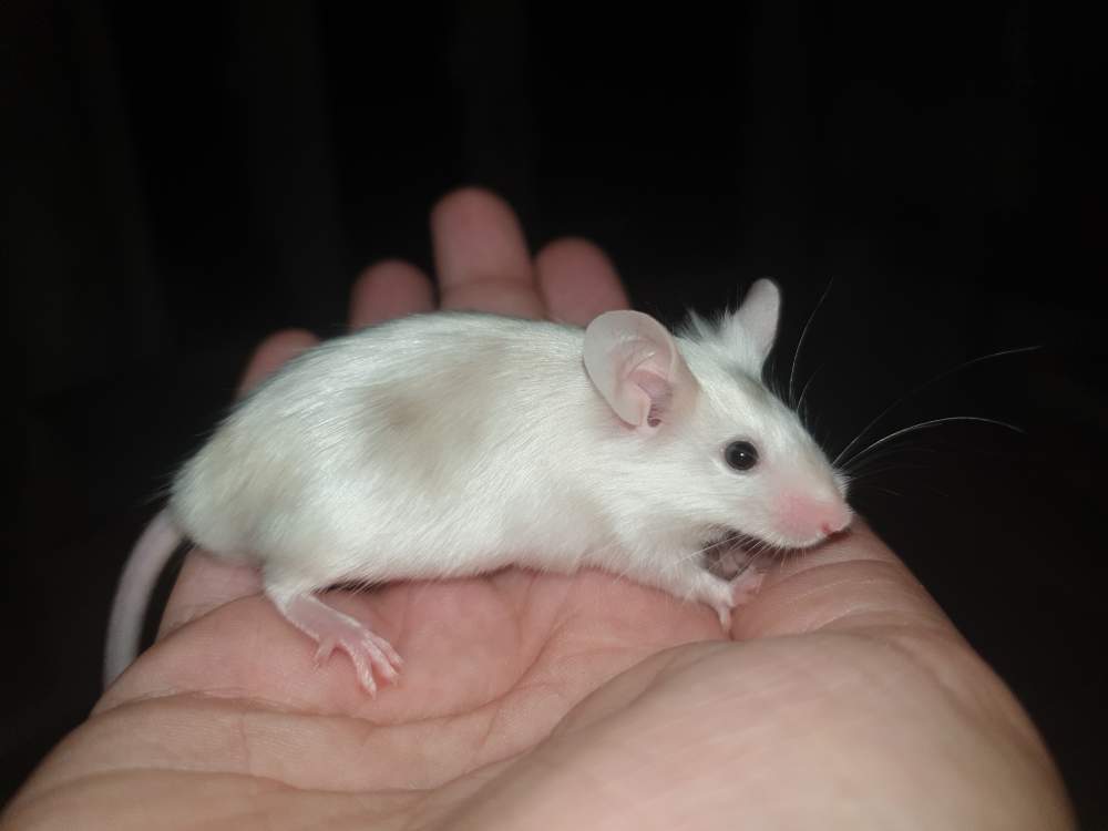 Fancy mouse Pet only Mus musculus 