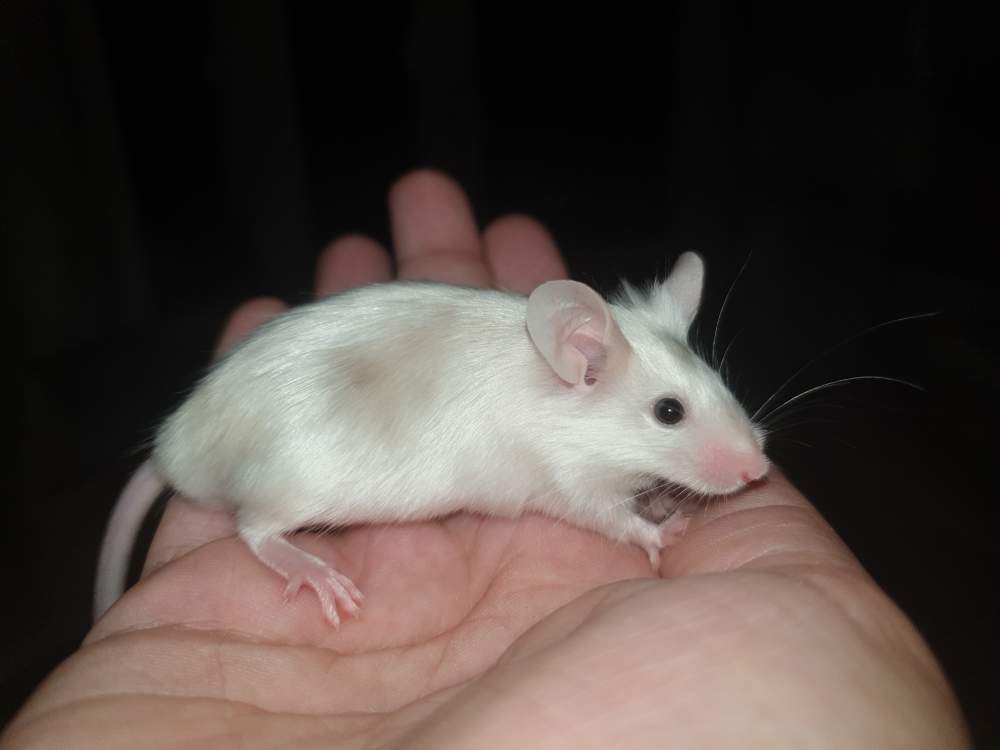 Fancy mouse Owned by other Mus musculus 