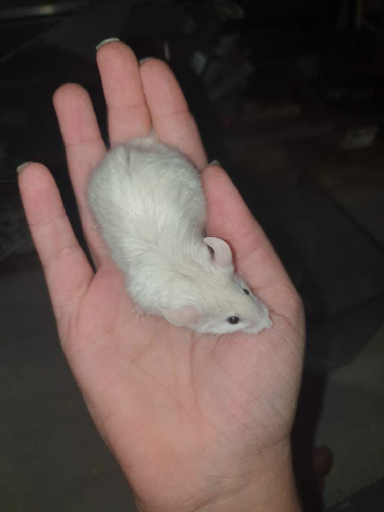 Fancy mouse Retired Mus musculus 