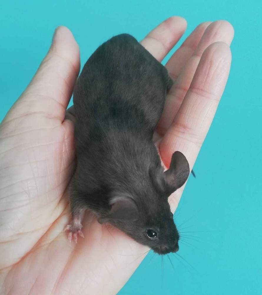 Fancy mouse Retired Mus musculus 