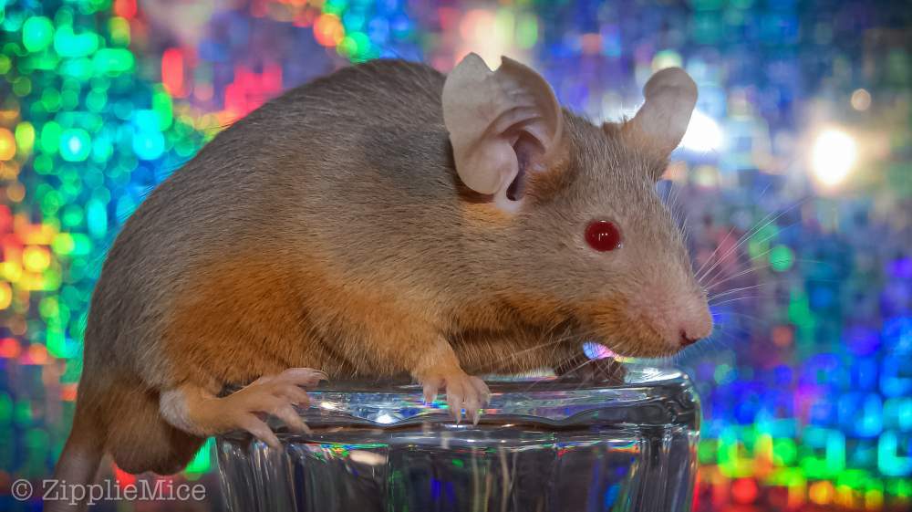 Fancy mouse Pet only Mus musculus 