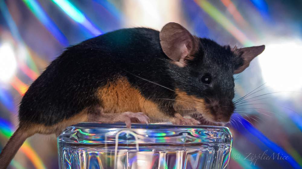 Fancy mouse Pet only Mus musculus 