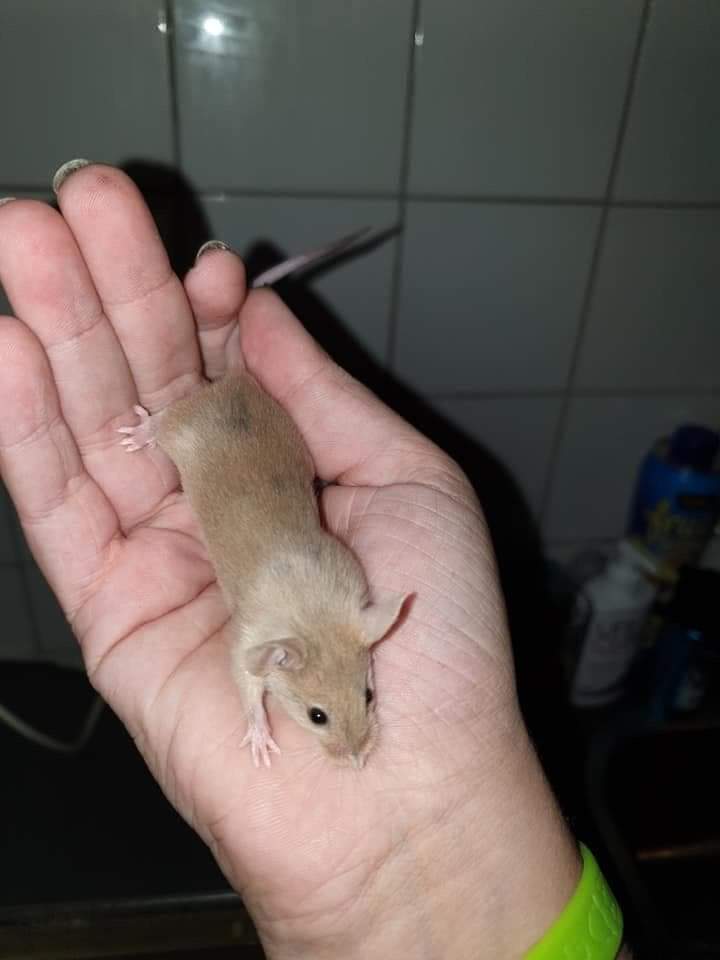Fancy mouse Retired Mus musculus 