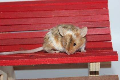 Fancy mouse Retired Mus musculus 