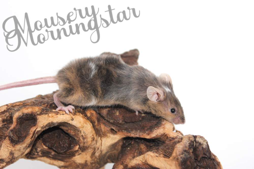 Fancy mouse Rehomed Mus musculus 