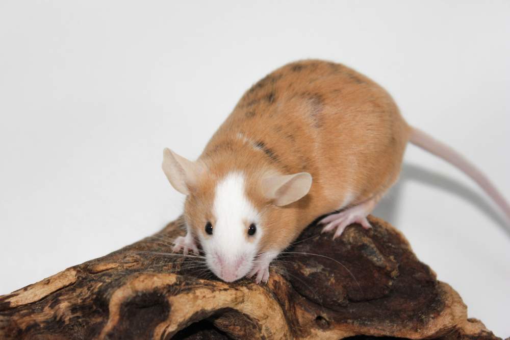 Fancy mouse Pet only Mus musculus 