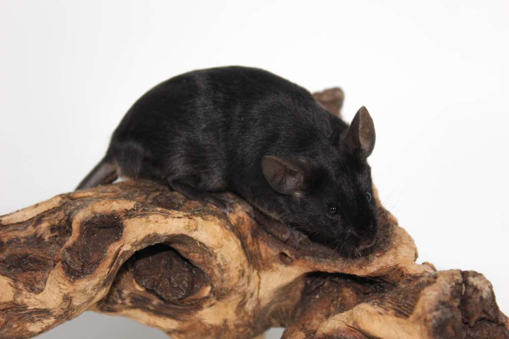 Fancy mouse Retired Mus musculus 