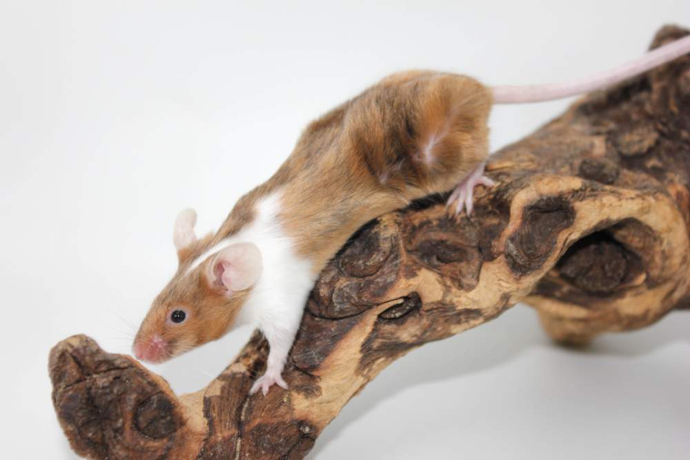 Fancy mouse Pet only Mus musculus 