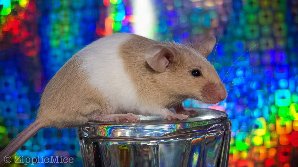 Fancy mouse Pet only Mus musculus 
