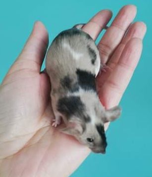 Fancy mouse Retired Mus musculus 