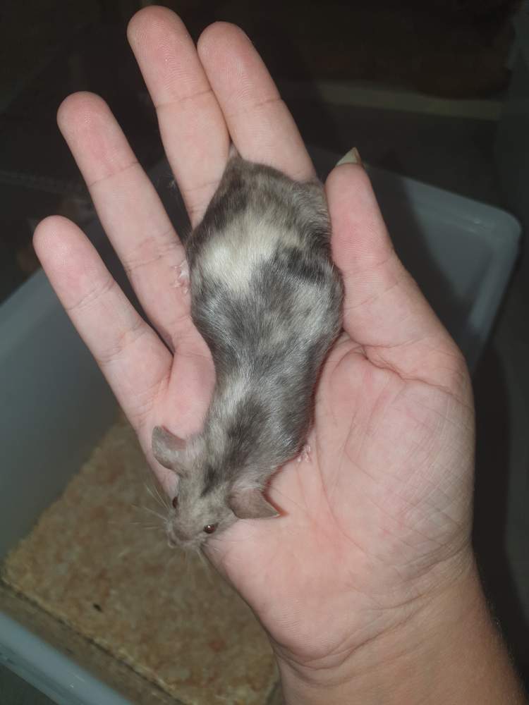 Fancy mouse Pet only Mus musculus 