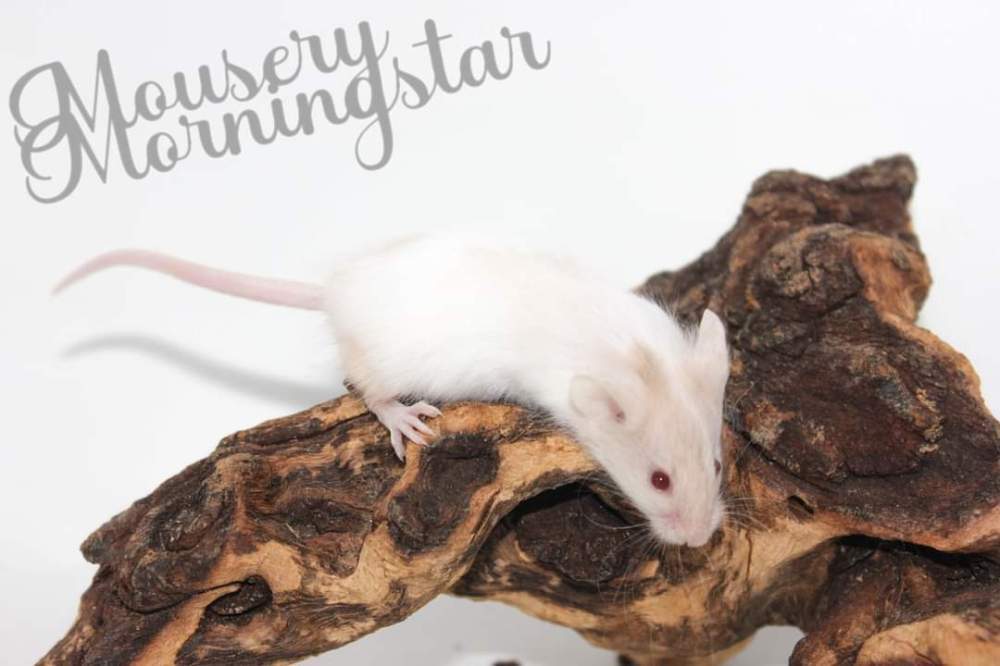 Fancy mouse Deceased Mus musculus 
