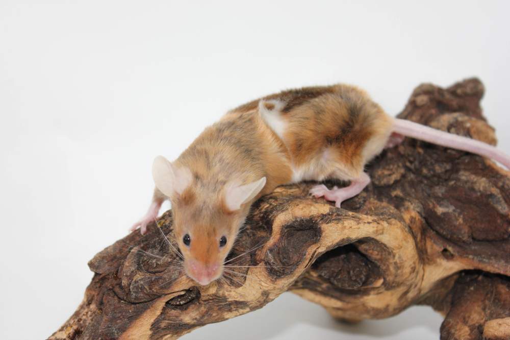 Fancy mouse Pet only Mus musculus 