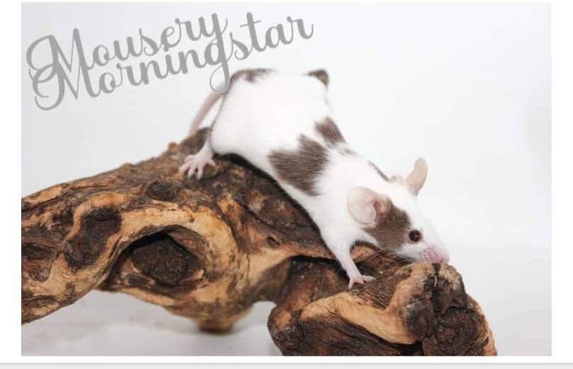 Fancy mouse Rehomed Mus musculus 