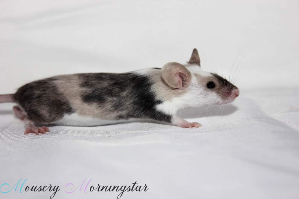 Fancy mouse Retired Mus musculus 