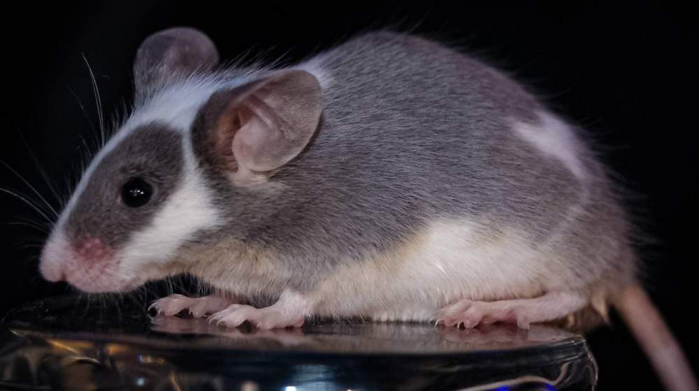 Fancy mouse Pet only Mus musculus 