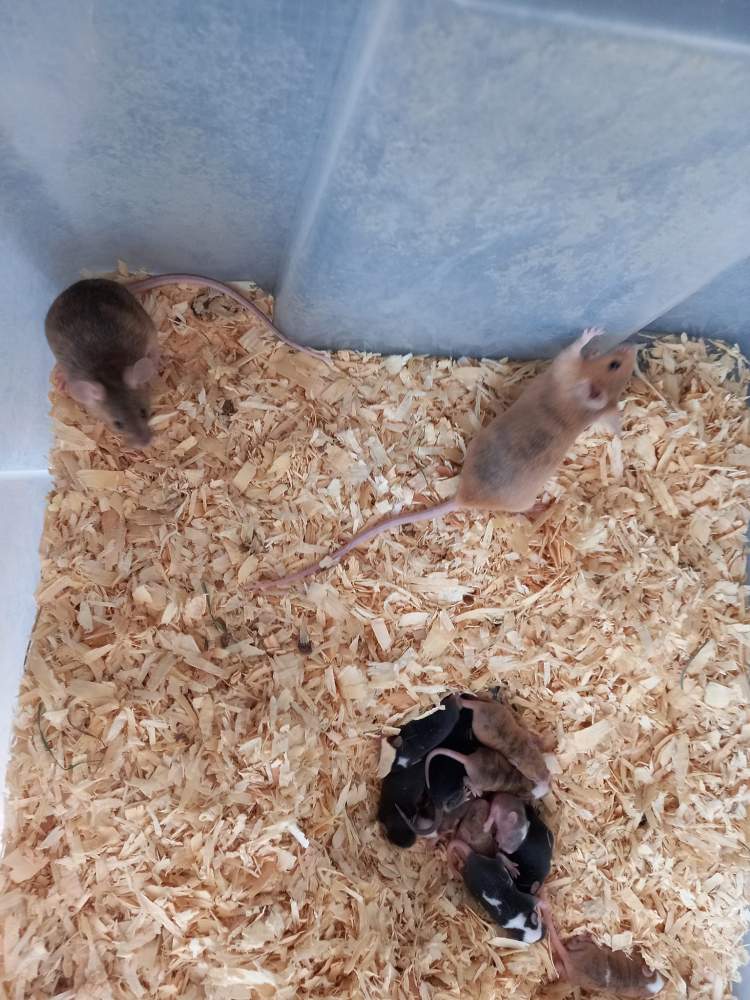 Fancy mouse Retired Mus musculus 