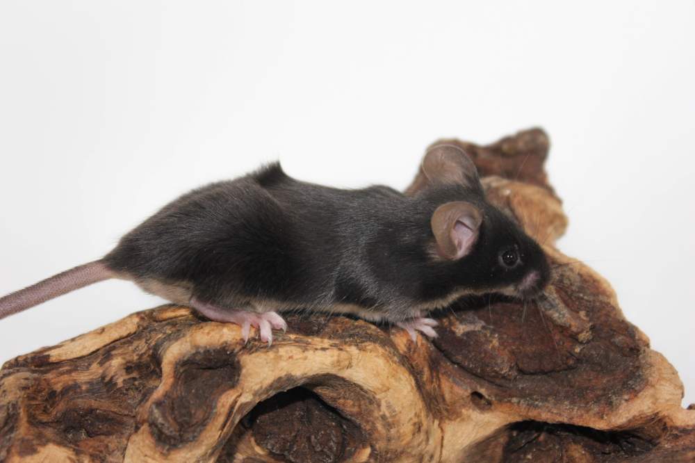 Fancy mouse Pet only Mus musculus 