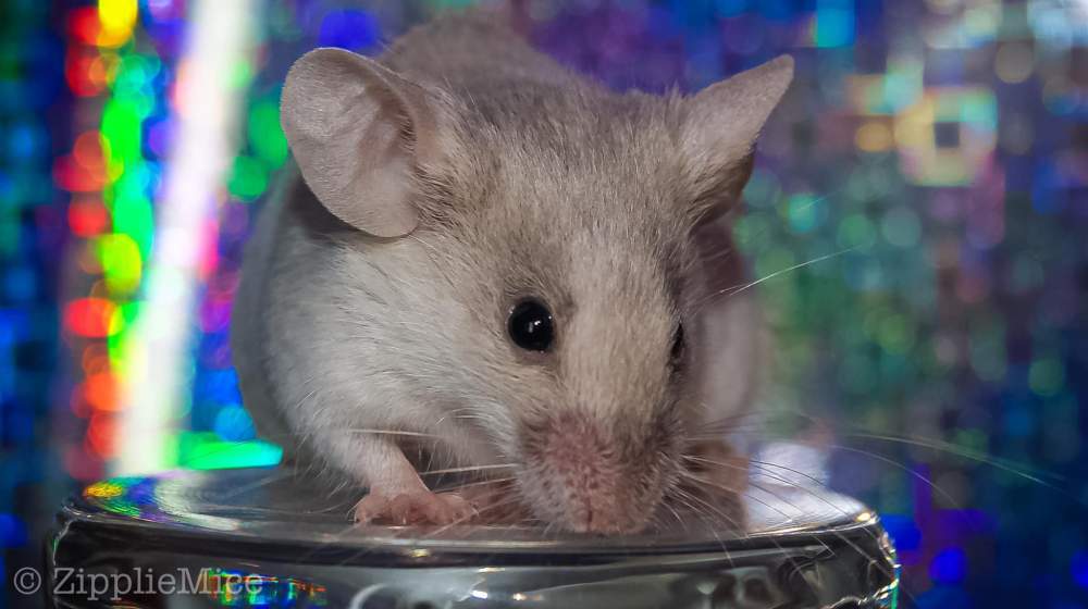 Fancy mouse Pet only Mus musculus 