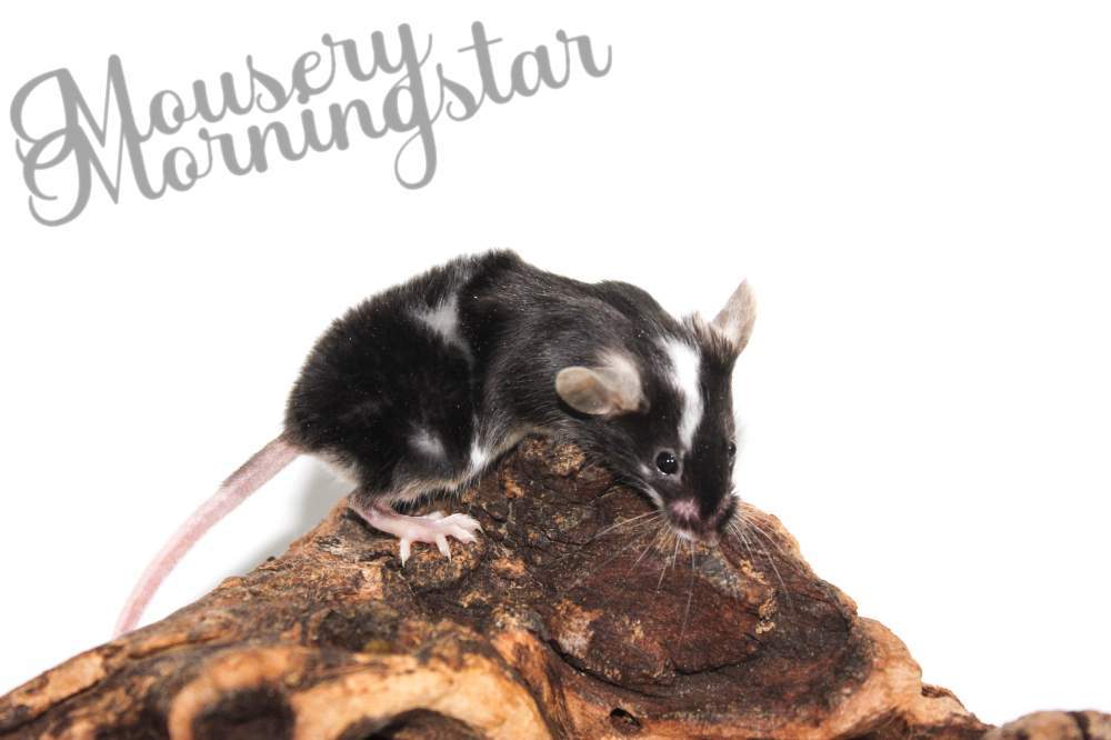 Fancy mouse Pet only Mus musculus 