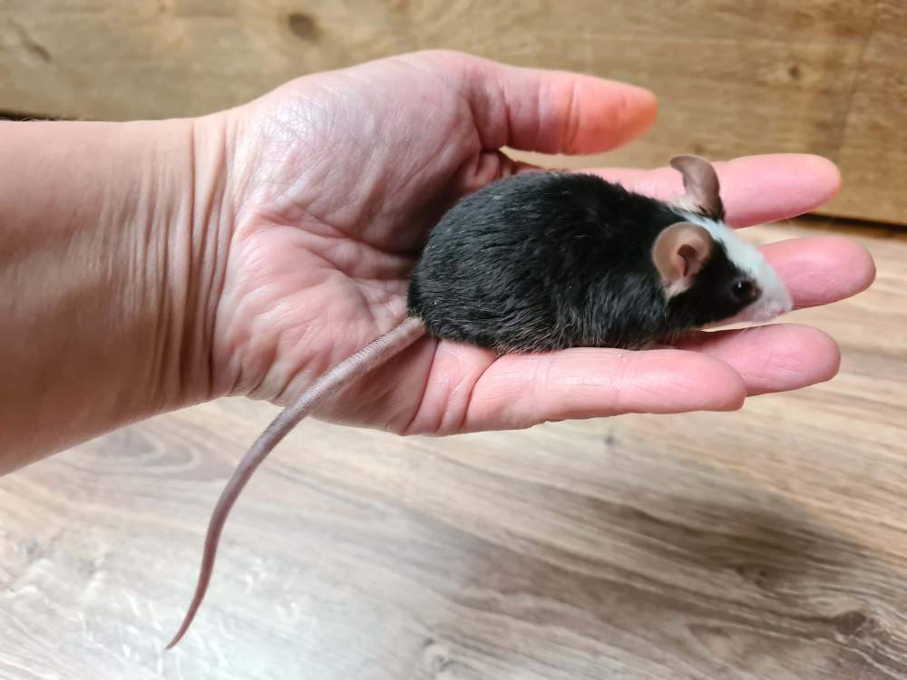 Fancy mouse Pet only Mus musculus 
