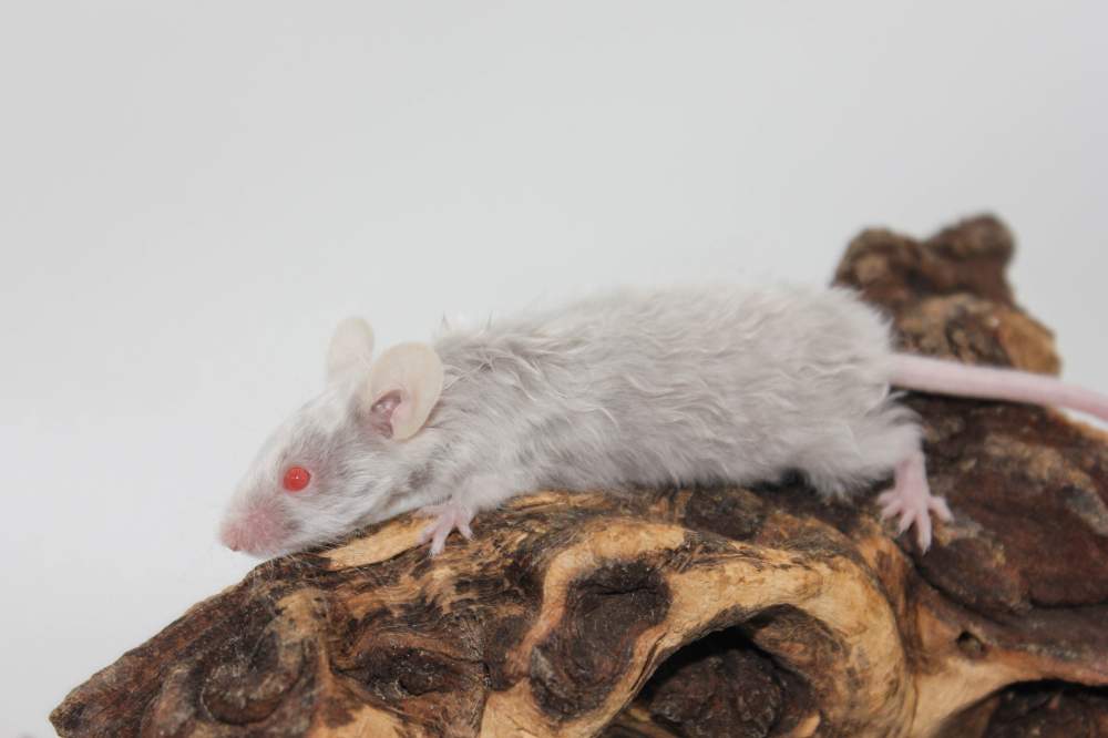 Fancy mouse Breeder Mus musculus 