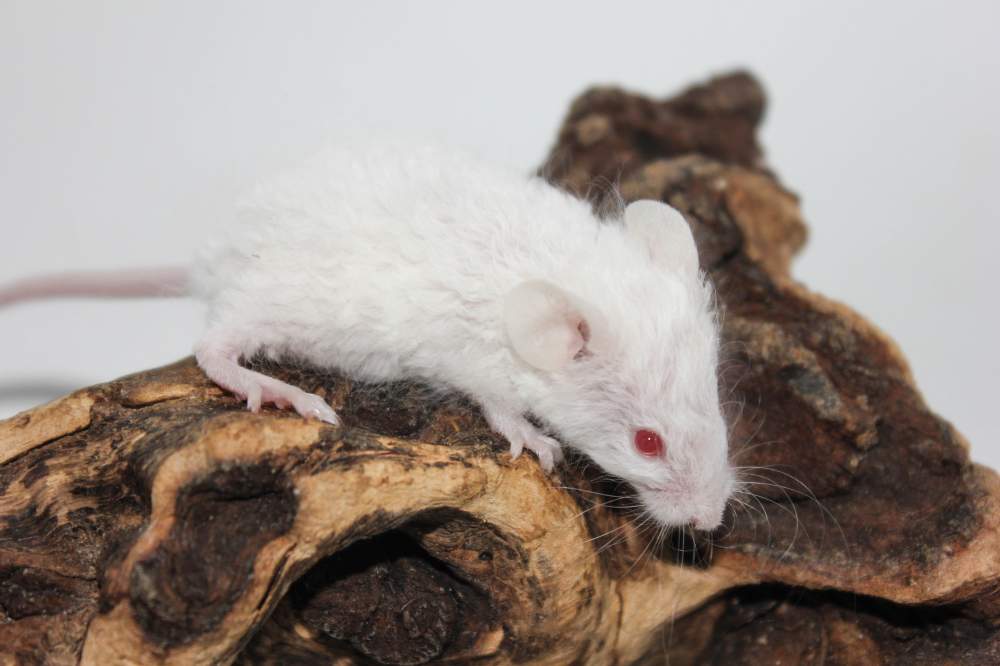 Fancy mouse Breeder Mus musculus 