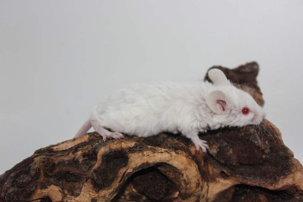 Fancy mouse Retired Mus musculus 