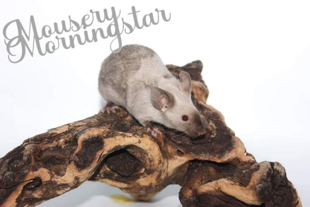 Fancy mouse Free Mus musculus 