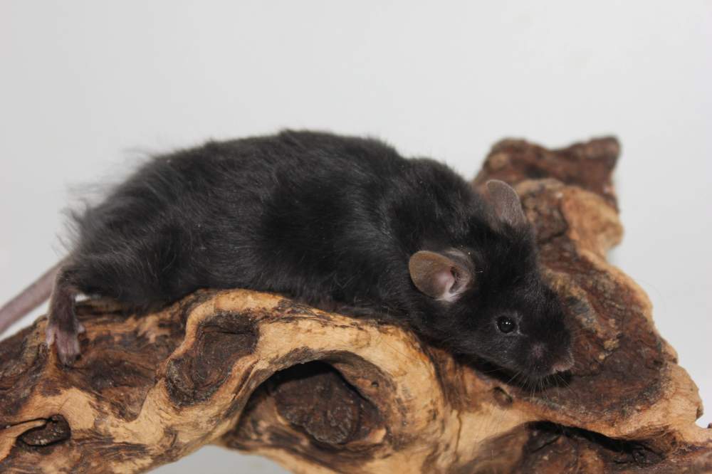 Fancy mouse Breeder Mus musculus 