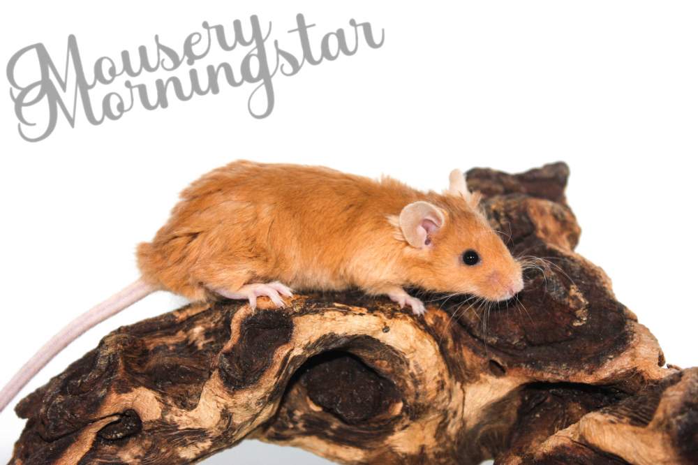 Fancy mouse Deceased Mus musculus 
