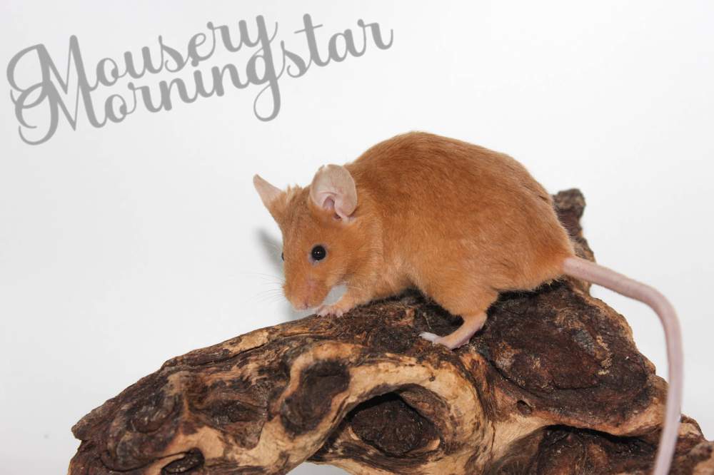 Fancy mouse Pet only Mus musculus 