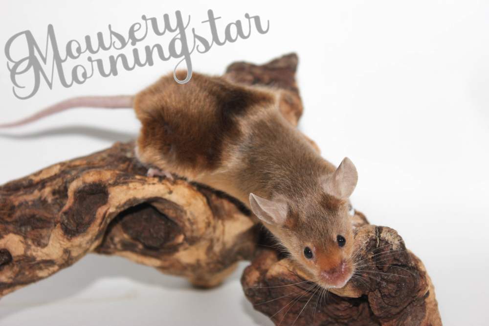 Fancy mouse Breeder Mus musculus 