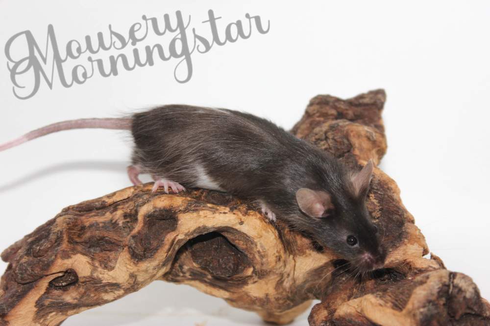 Fancy mouse Pet only Mus musculus 
