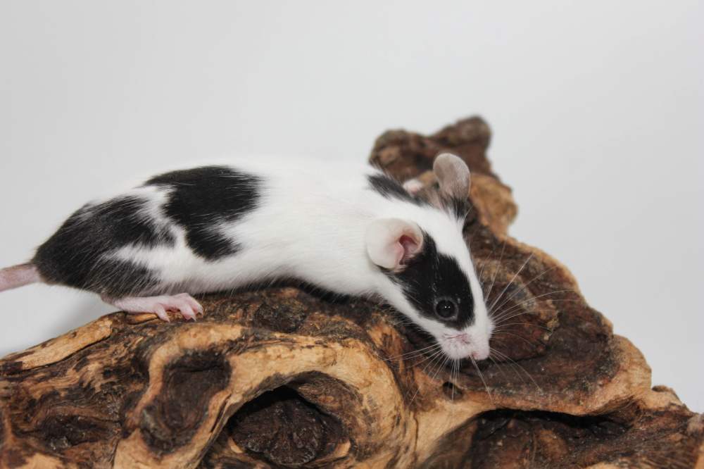 Fancy mouse Breeder Mus musculus 